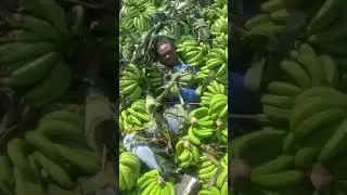 🤦🏿&zwj;♂️ Mari d&oacute;nde esconde un haitianno 🤦🏿&zwj;♂️#viralshort #republicadominicana #migration #video