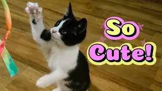 Cute Kitten Compilation | My Rescue Kittens