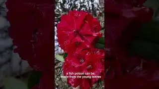 Rhododendrons fill up Nepali hills in Spring #askmeaboutnepal #flowers