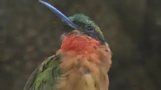 Close-up Red-throated Bee-eater