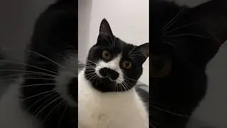 He Is Constantly Getting Stuck 😂