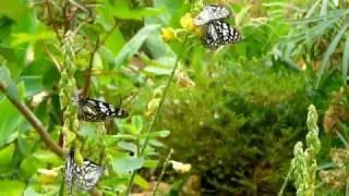 Common Wanderer Butterfly