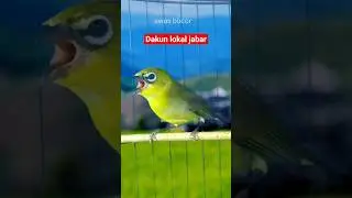 pleci dakun lokal Jabar #plecigacor