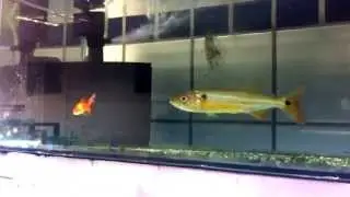 Acestrorhynchus Falcatus - Saicanga