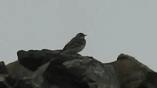 Eastern Yellow Wagtail (Cemlyn 26-09-2019)