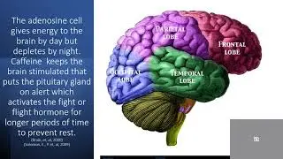 Case Study Caffeine and the Brain Video LC