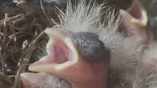 Animal Basics Explained 