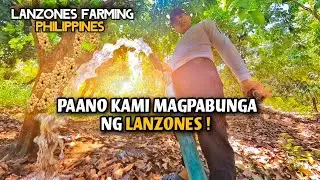 Paano magpabunga ng lanzones? | Lanzones farming Philippines