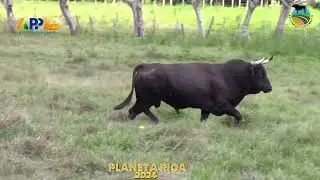 GANADERÍAS LA SOFÍA Y EL ORIENTE PARA PLANETA RICA 2024