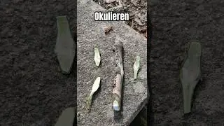 Tutorial Feigen richtig leicht veredelt. DIY Okulieren Anleitung zum selber machen Tipp
