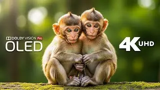 Relaxing Wildlife Scenes 4K | Forest Animals in Peaceful Natural Settings