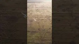 SHORTS RC PLANE AN-12