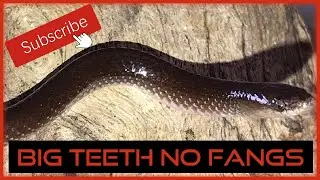 BIG TEETH NO FANGS - WOLF SNAKE
