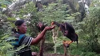 Pemberian makan ayam bangkok usia empat bulan agar maksimal#adenaji