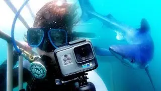 We Swam with Sharks and a GoPro &ndash; Here&rsquo;s What We Saw