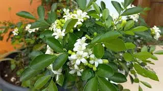 bunga putih kecil aroma wangi seperti melati pohon kemuning