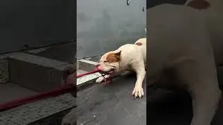 #pitbull #lion #dogfight #aggressive #dogbreed #dog #attack #familydog #trending #viral