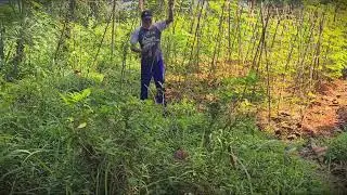 Homesteading Life: How We Recycle Garden Supports _FarmersLife _Shorts