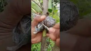 Multiply Plants Easily 🌱 | Simple Propagation Method | Gardening Reels