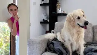 Hide and Seek with My Golden Retriever – He Always Wins!