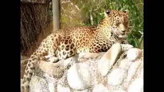 Chhat Bir Zoo in Chandigarh Timings, Address, Entry Fee Pictures of Chhatbir