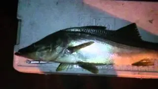 First Slot Snook