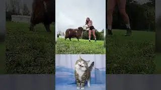 This Sheep Had Other Plans 😂#FunnyAnimals #SheepFunny #ComedyShorts #TrendingShorts