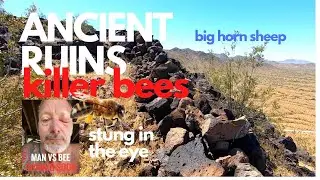 The ancient world of POWERS BUTTE - ATTACK BEE'S AND LONGHORN SHEEP  stung in the eye !