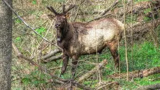 Forest Elk Encounter -  A Mini Documentary