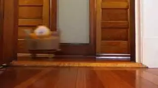 Garfield Cat Boarding