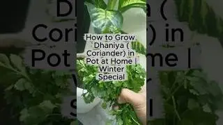 Grow Fresh Dhaniya at Home in Pot 🌿 | Easy Winter Gardening Trick #gardening #terracegardenindia