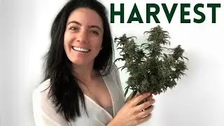 HARVESTING GROBO GROW BOX WEED IN APARTMENT