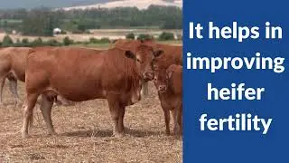 HEIF GROW - Calf Growth Powder - Cattle Feed Supplement