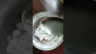 Fighter fish eating mosquito larvae 😍😍