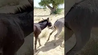 Donkey Kong. #animals #dog #anime #animal #donkey #king #thar #india