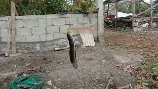Five Dalag landed on DV Craft Lure