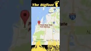 Sasquatch Capture Real footage Bigfoot #shorts