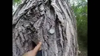 Populus deltoides