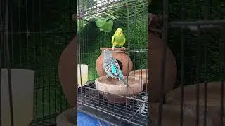 Budgies play time in my home colony. Beautiful lovebirds.Happy world. #ourcool #birdsounds