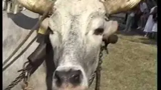 Single ox wagon