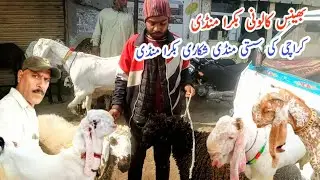 Bhains Colony Bakra Mandi latest update Wednesday bakra mandi karachi