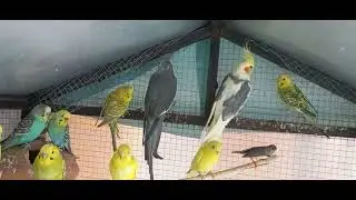 Kafi dino bad vlog upload kiya hai | Breeding update of my birds 🦜🐣