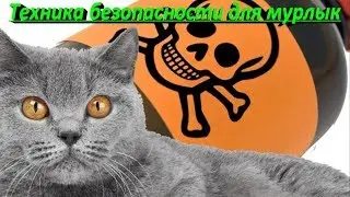 ТЕХНИКА БЕЗОПАСНОСТИ ДЛЯ МУРЛЫК  SAFETY FOR CATS