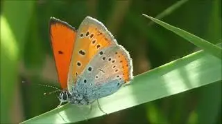 Lycaena dispar Gro&szlig;er Feuerfalter Artenportrait