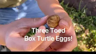 Three Toed Box Turtle Eggs!