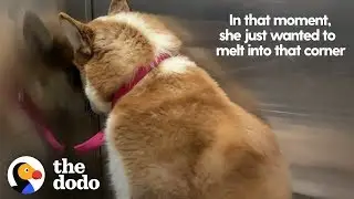 Dog Who Wanted To Hide From The World Learns To Let Love In | The Dodo