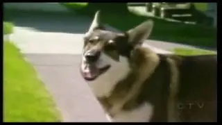 The Raisin Gang - The Littlest President (Littlest Hobo Parody)