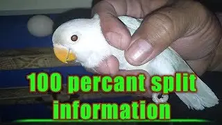 Albino red eyes black eyes split ki pehchaan hindi/urdu