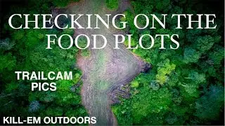 Checking On the Food Plots (Trail Cam Pictures)