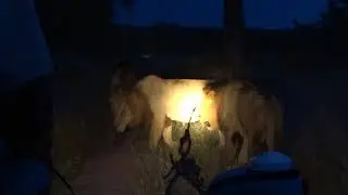 BushBaby Safaris: Meeting lions on a night drive